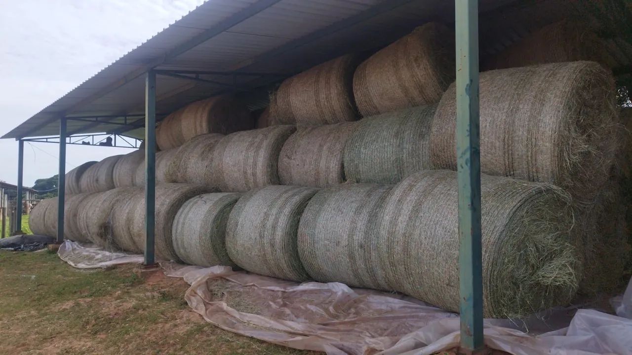 Feno tifton rolão  - Foto 2