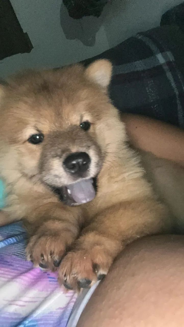 VENDE-SE CACHORROS CHOW CHOW - Foto 5