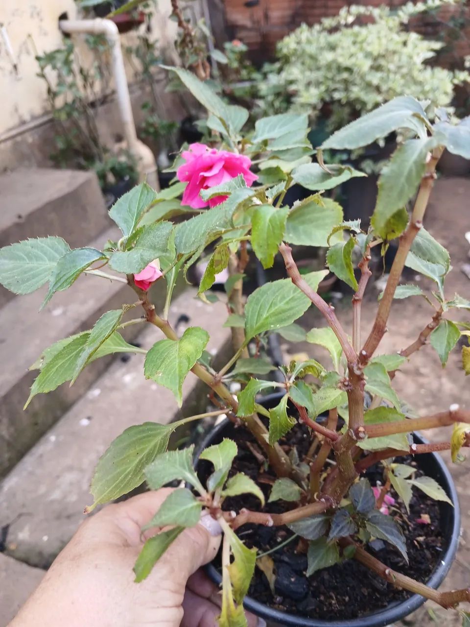 Plantas e flores - Foto 3