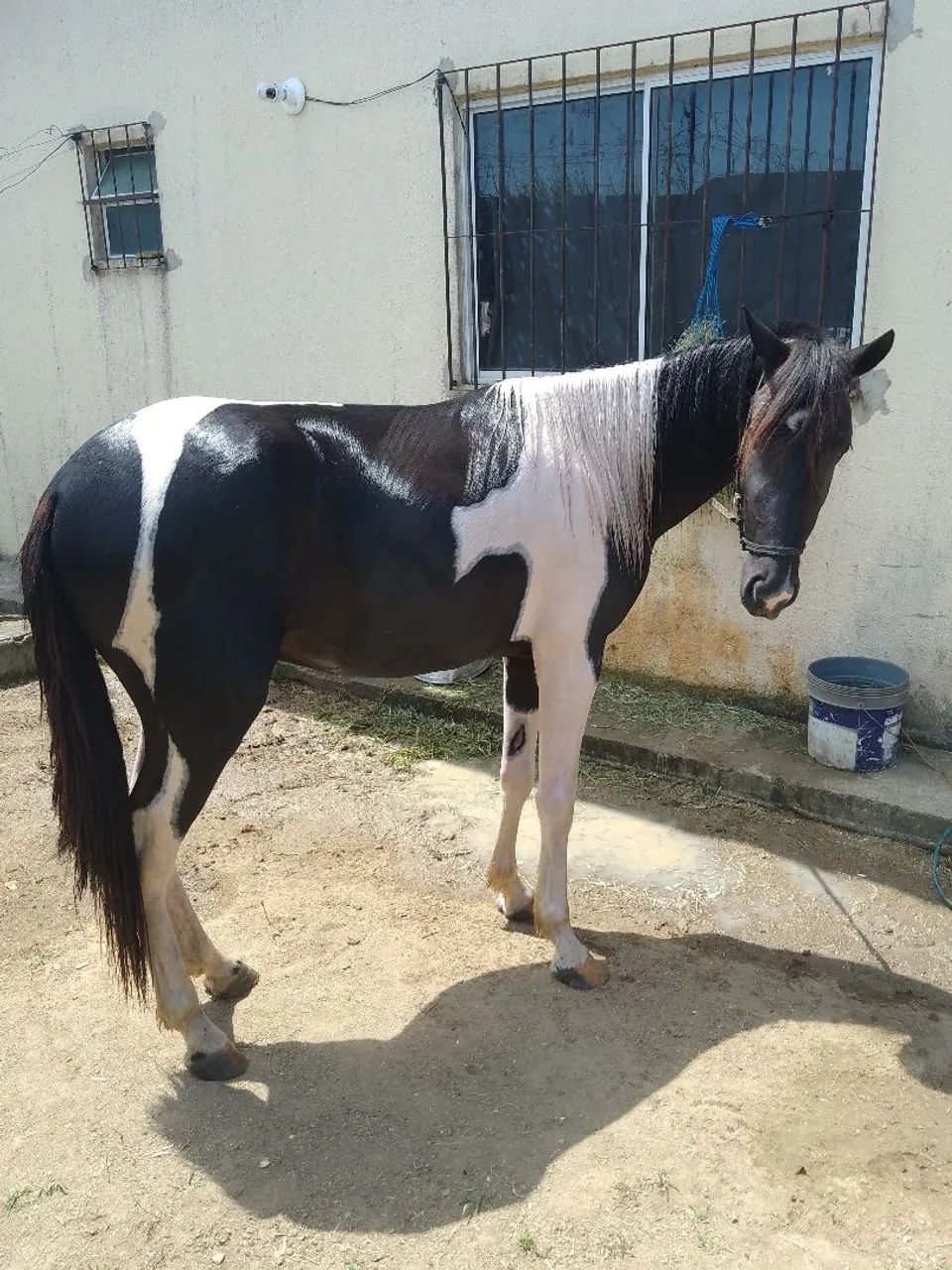 Cavalo - Foto 2