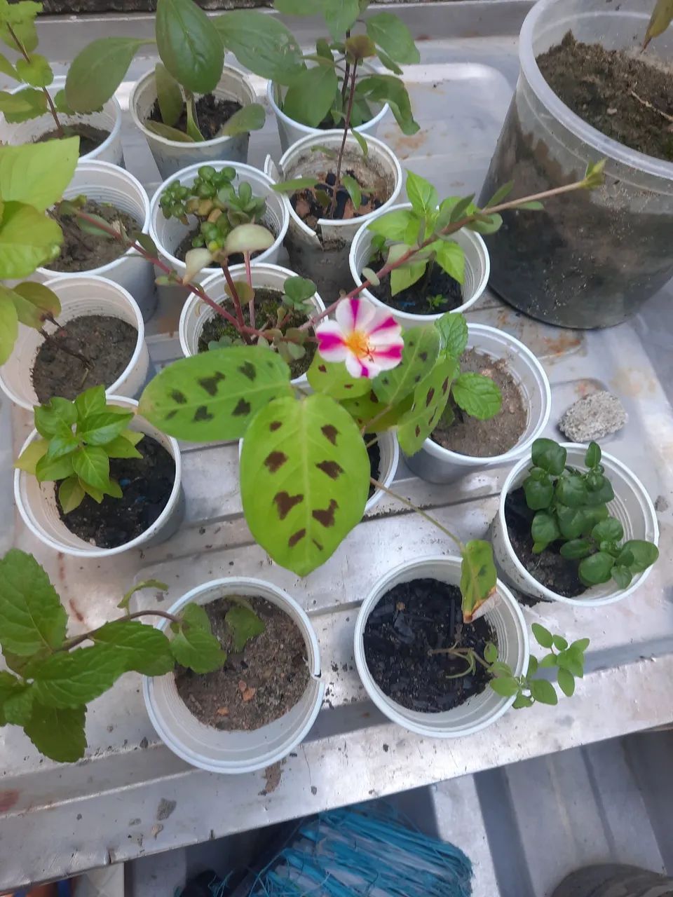 Plantas - Foto 2
