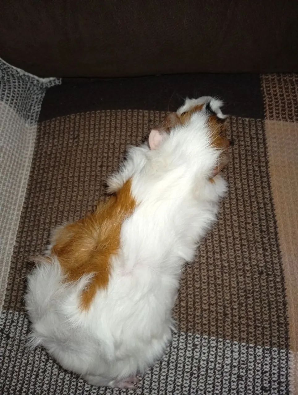 Porquinho da índia  - Foto 2