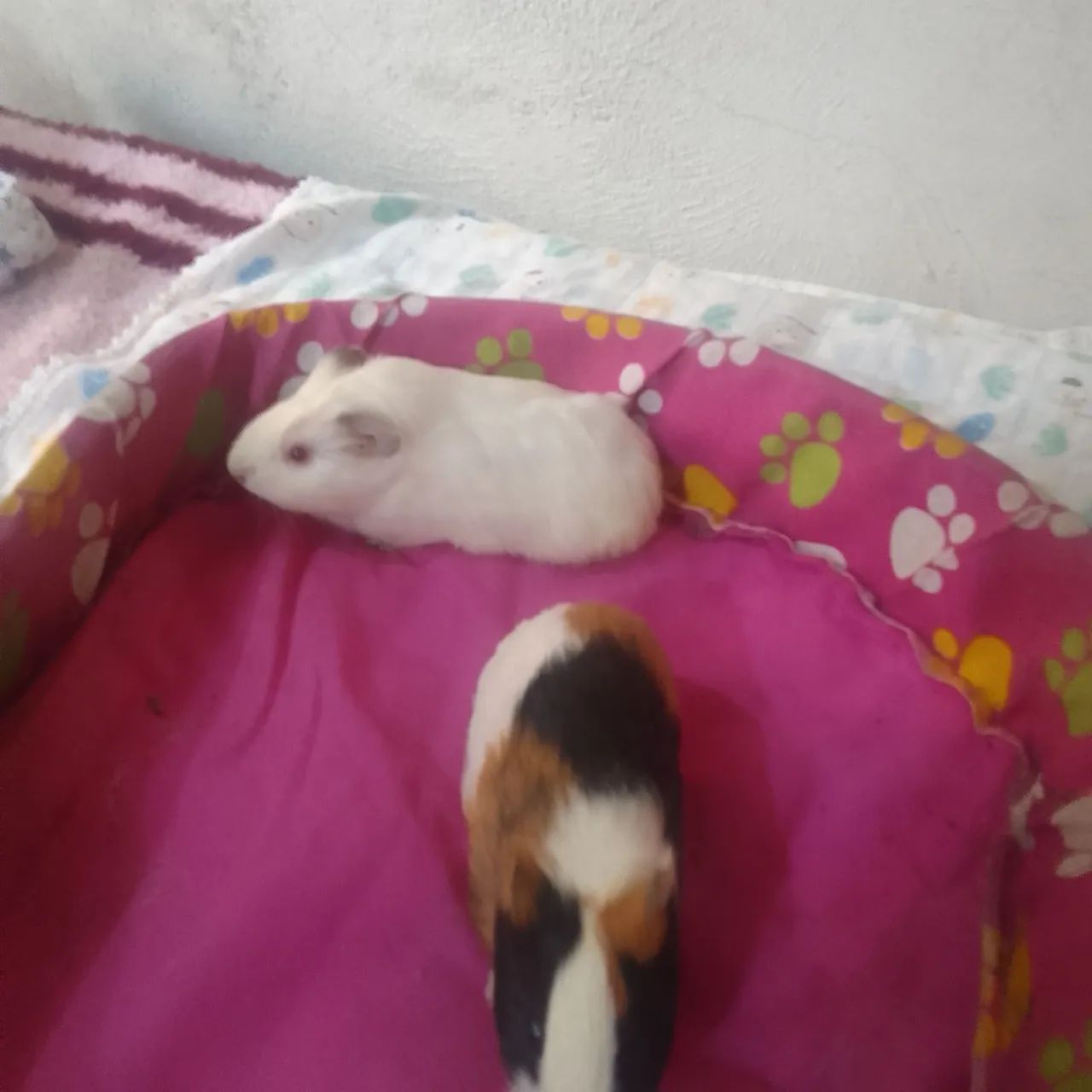 Filhotes  de  porquinhos  da india já estão  com  um  mês de vida 20  rs cada - Foto 4