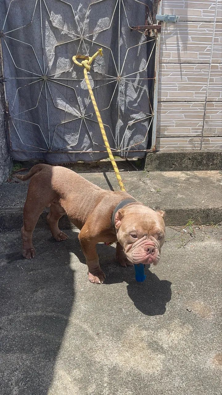 Pitbull American Bully Micro - Foto 3