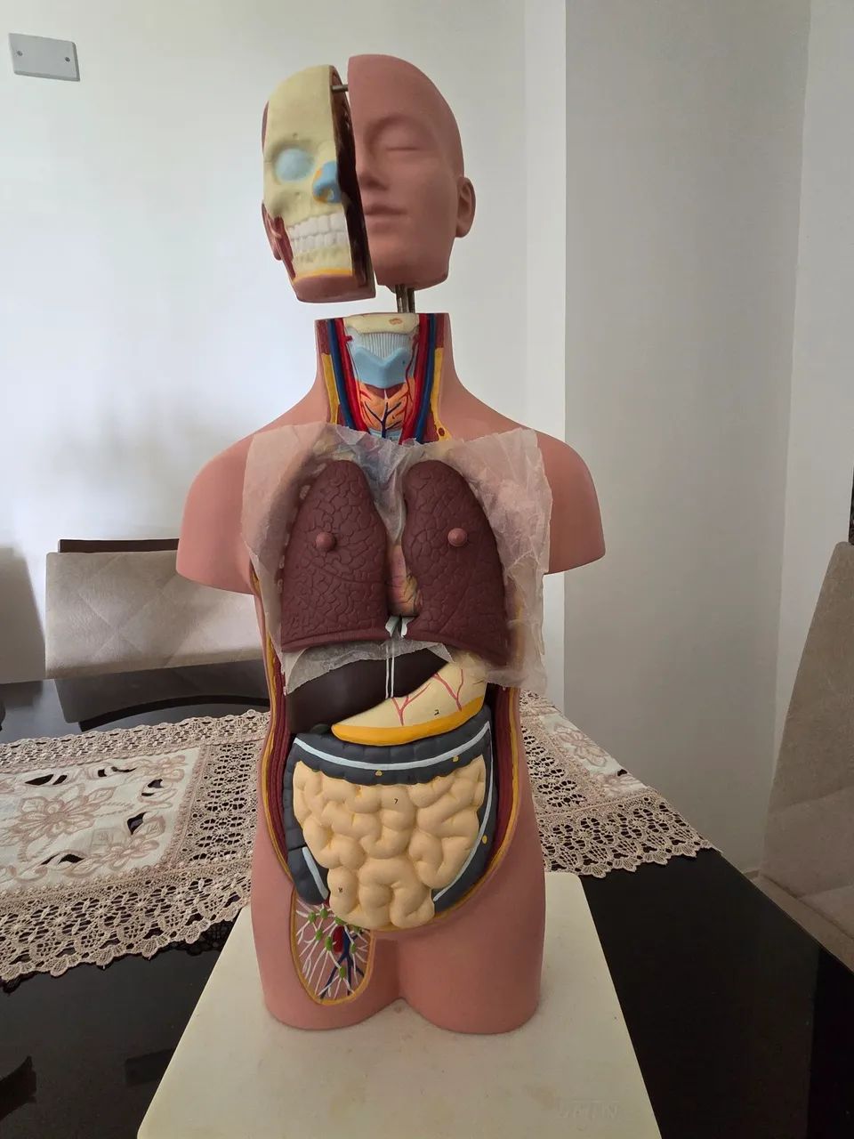Torso humano, modelo anatômico de 50 cm.