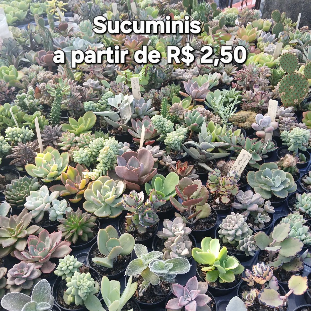 Suculentas e Cactos - Foto 2