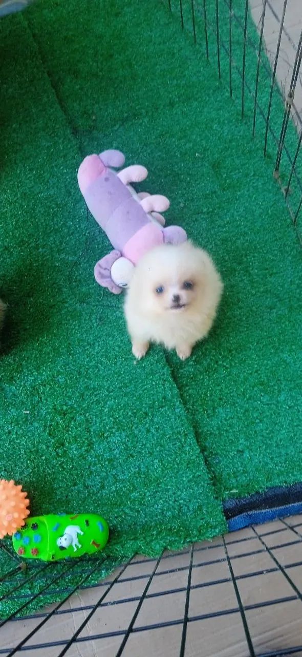 Machinho de Spitz (Lulu) - Foto 2