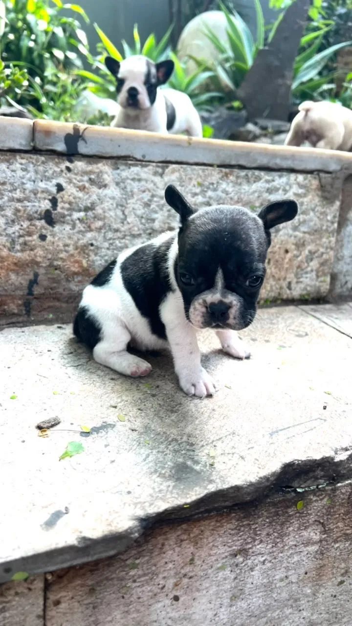 Buldogue francês  - Foto 3