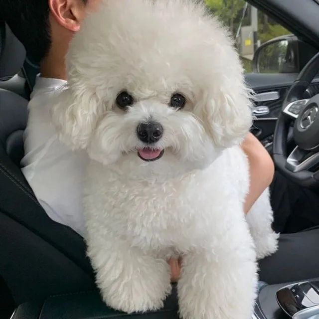 Bichon Frisê