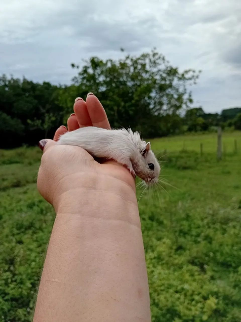 Lindos filhotes de gerbils - Foto 2