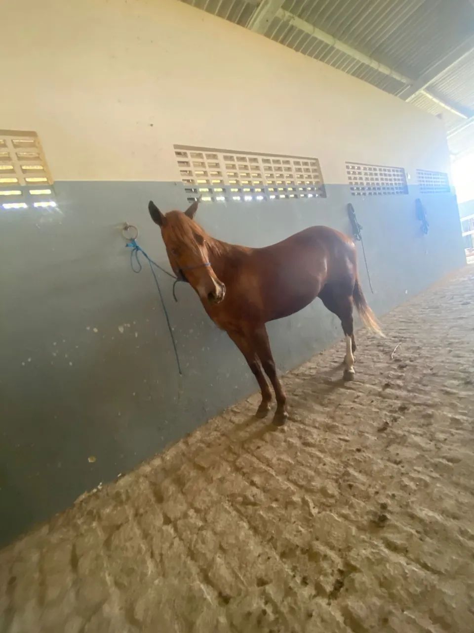 Égua QM - Foto 3