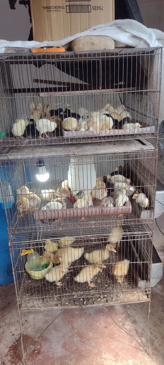 Vende-se animais para criação