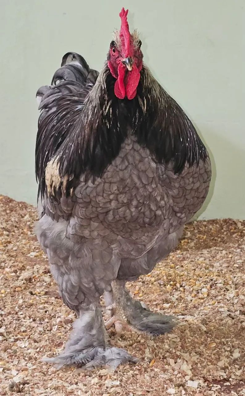 Ovos férteis raça GSB e brahma - Foto 4