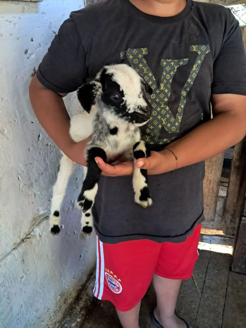 Casal de mini cabrito a venda em Jacareí  - Foto 2