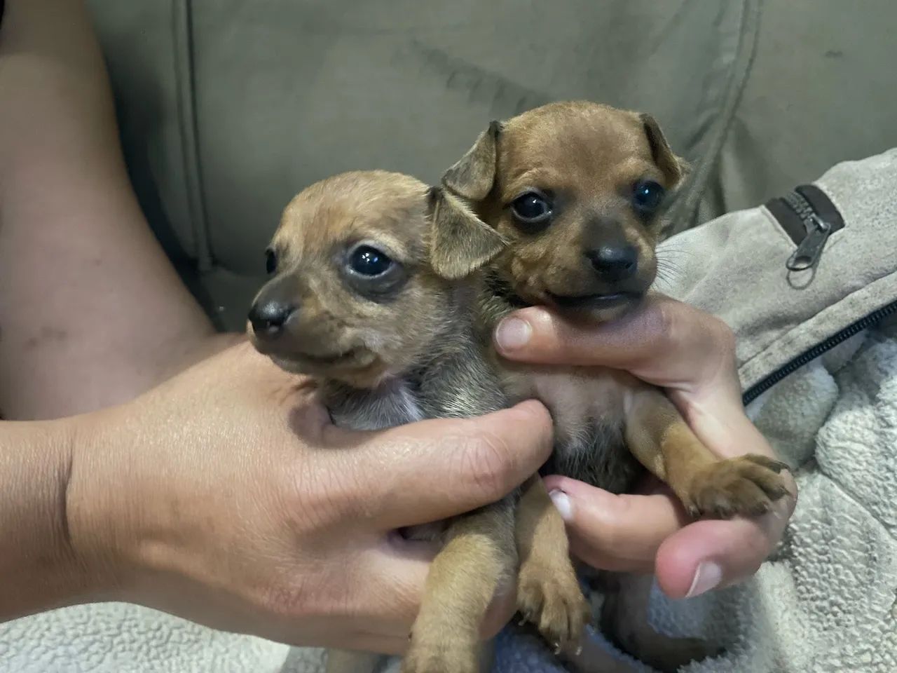 Pinscher - Foto 3