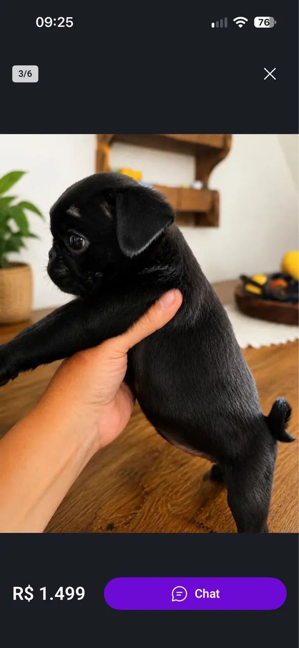 Pug  - Foto 2