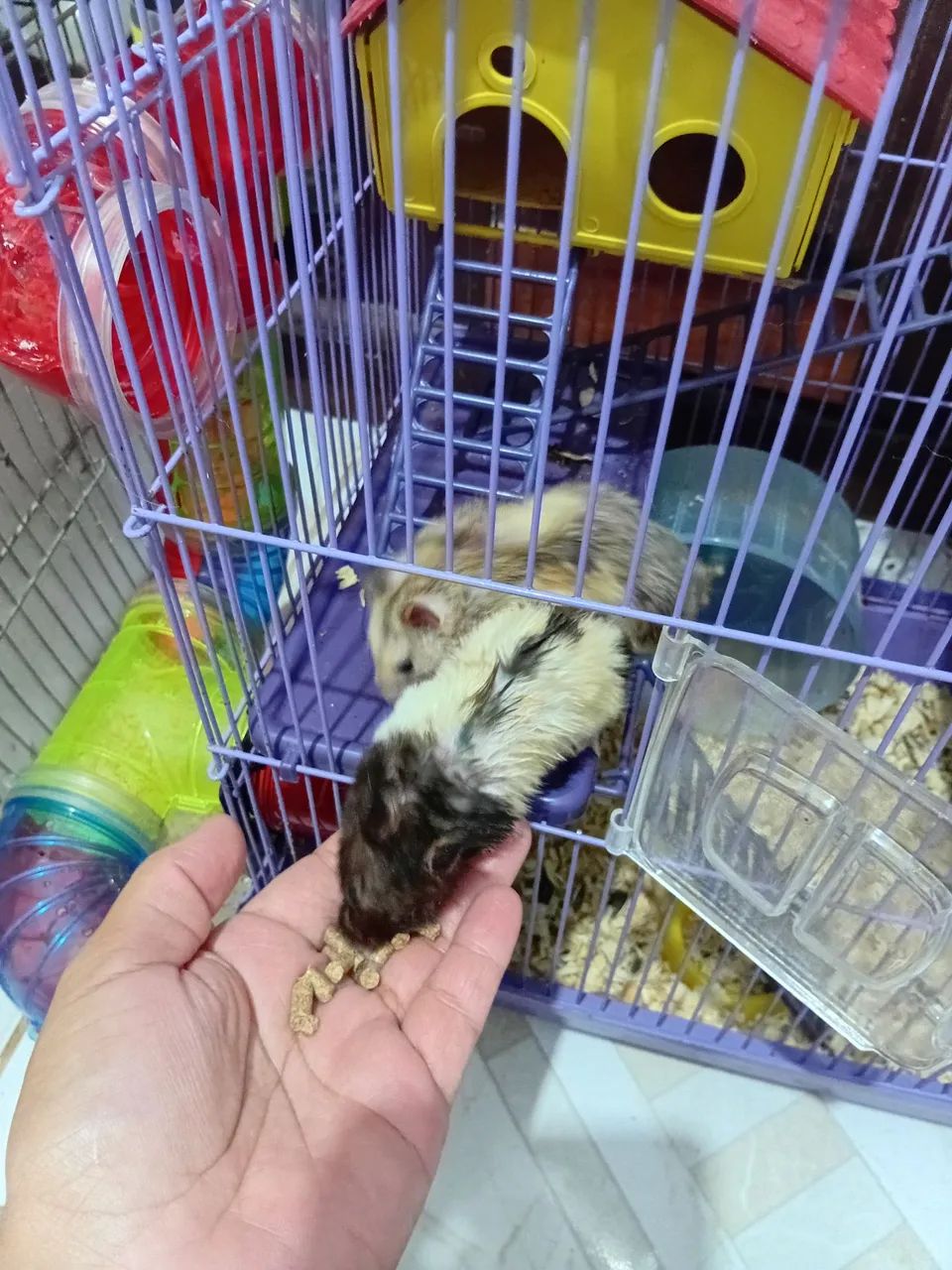 Hamster ?  - Foto 6