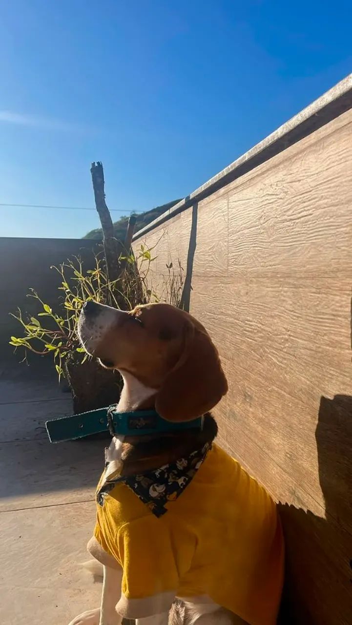 Filhotes de Beagle  - Foto 3