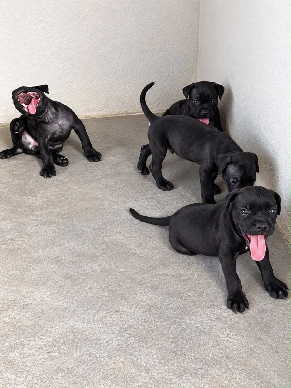 ? CANE CORSO PURO - FILHOTES