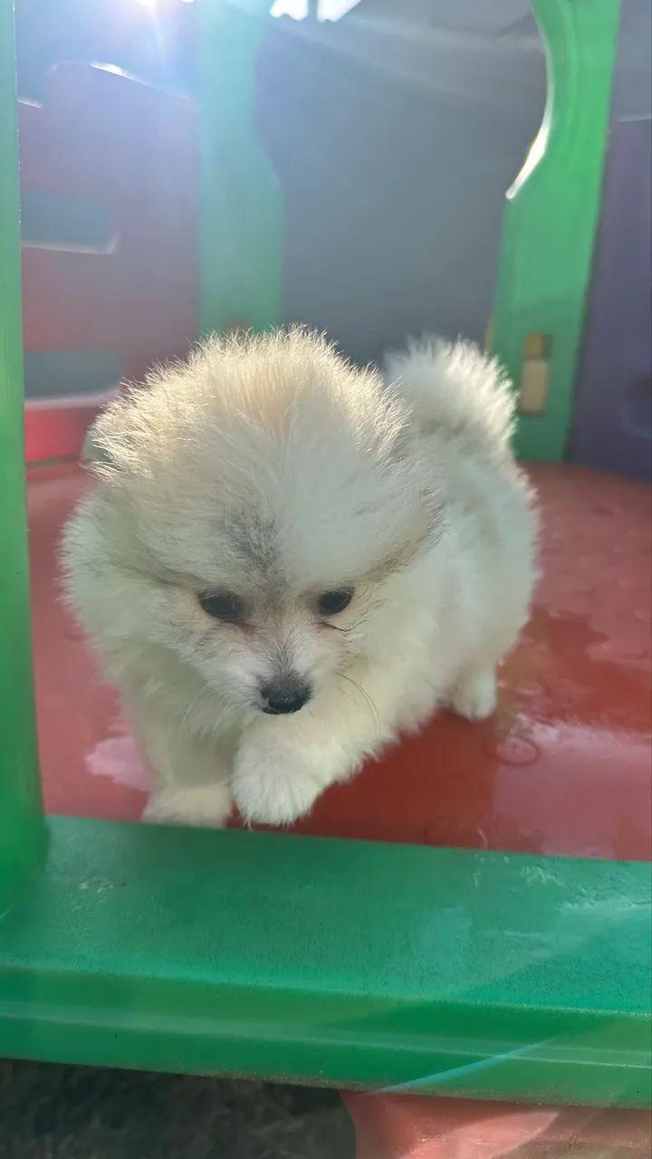 Spitz alemão macho  - Foto 3