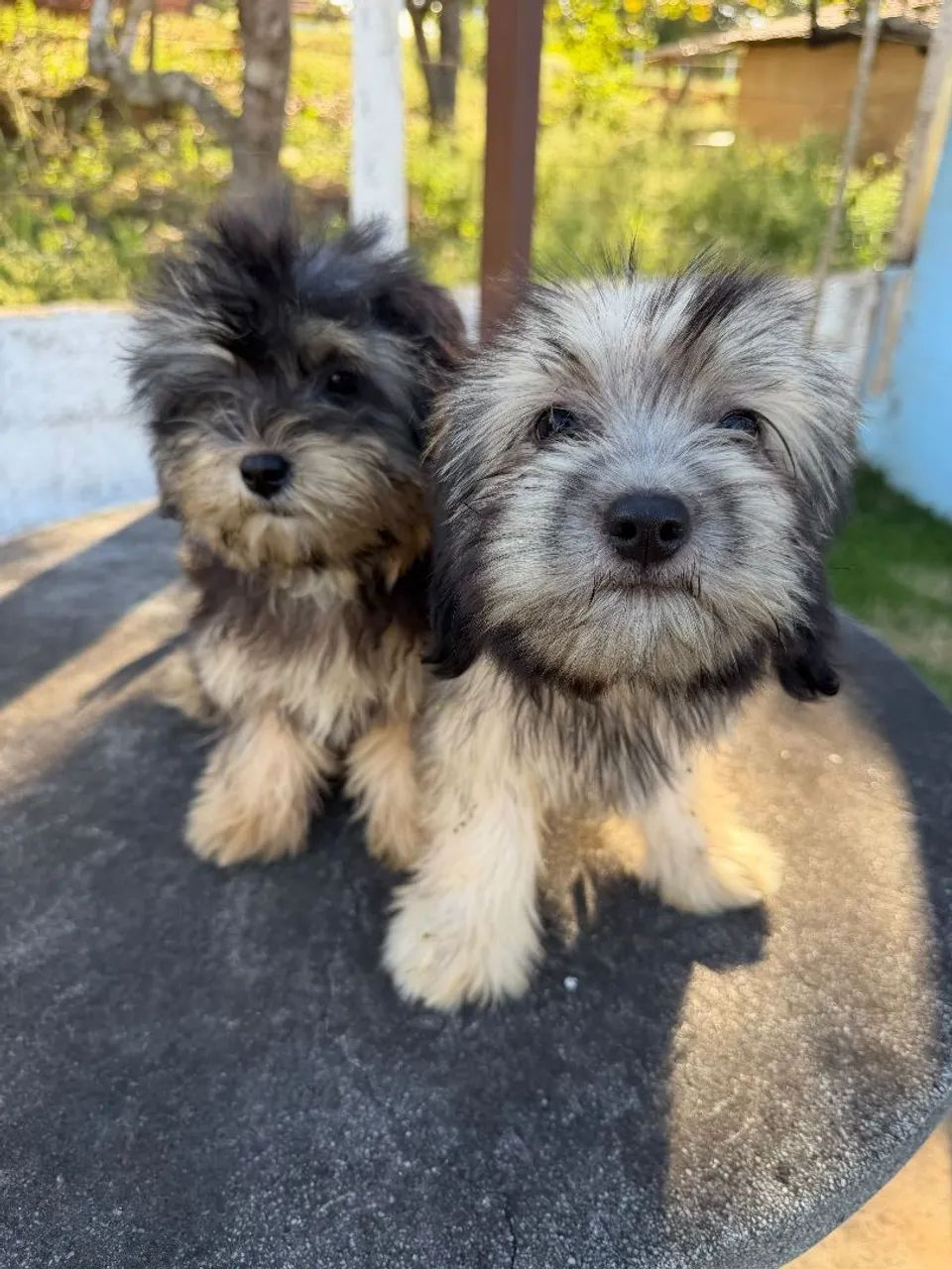 Lhasa Apso  - Foto 4