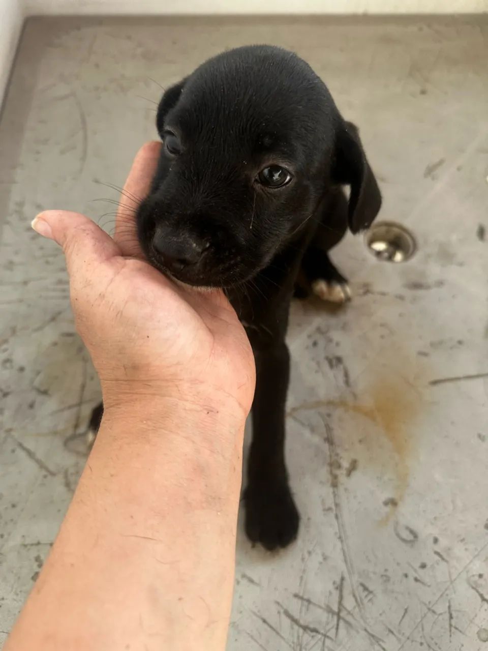 Cachorras sem raça defina muito amáveis e dóceis. - Foto 2