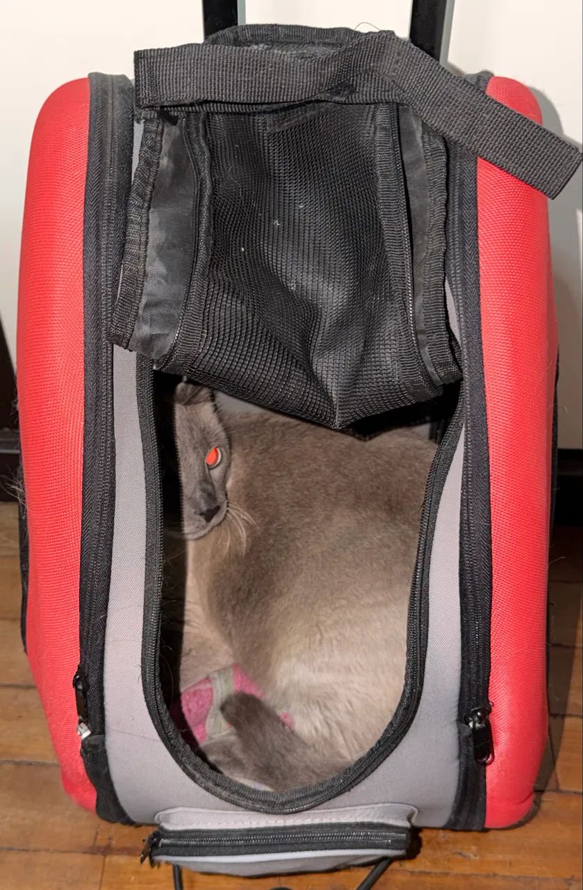 Carrinho de transporte para pets - Foto 5