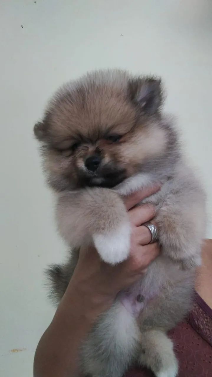 Vendo Spitz alemão anão  - Foto 2