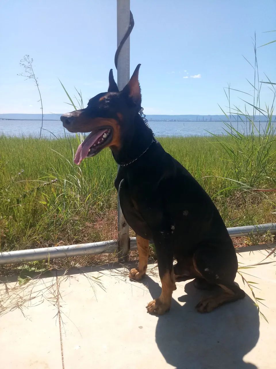 Dobermann puros - Foto 5