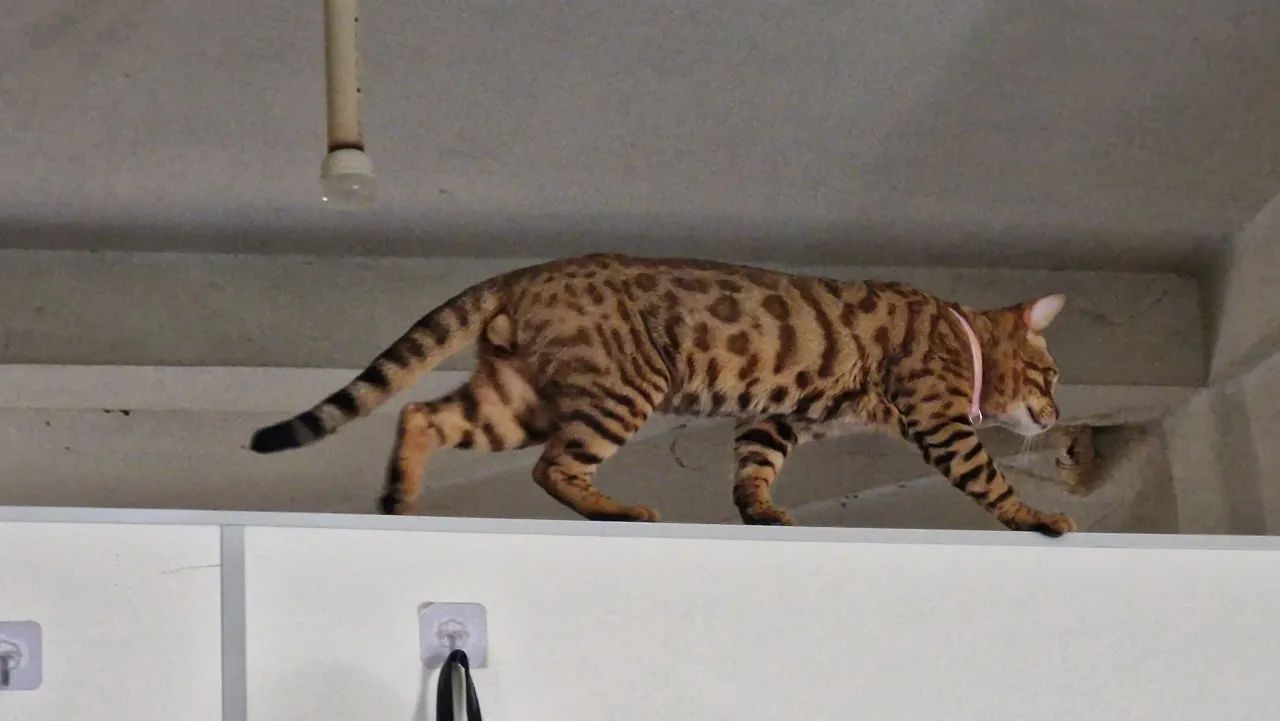 Bengal