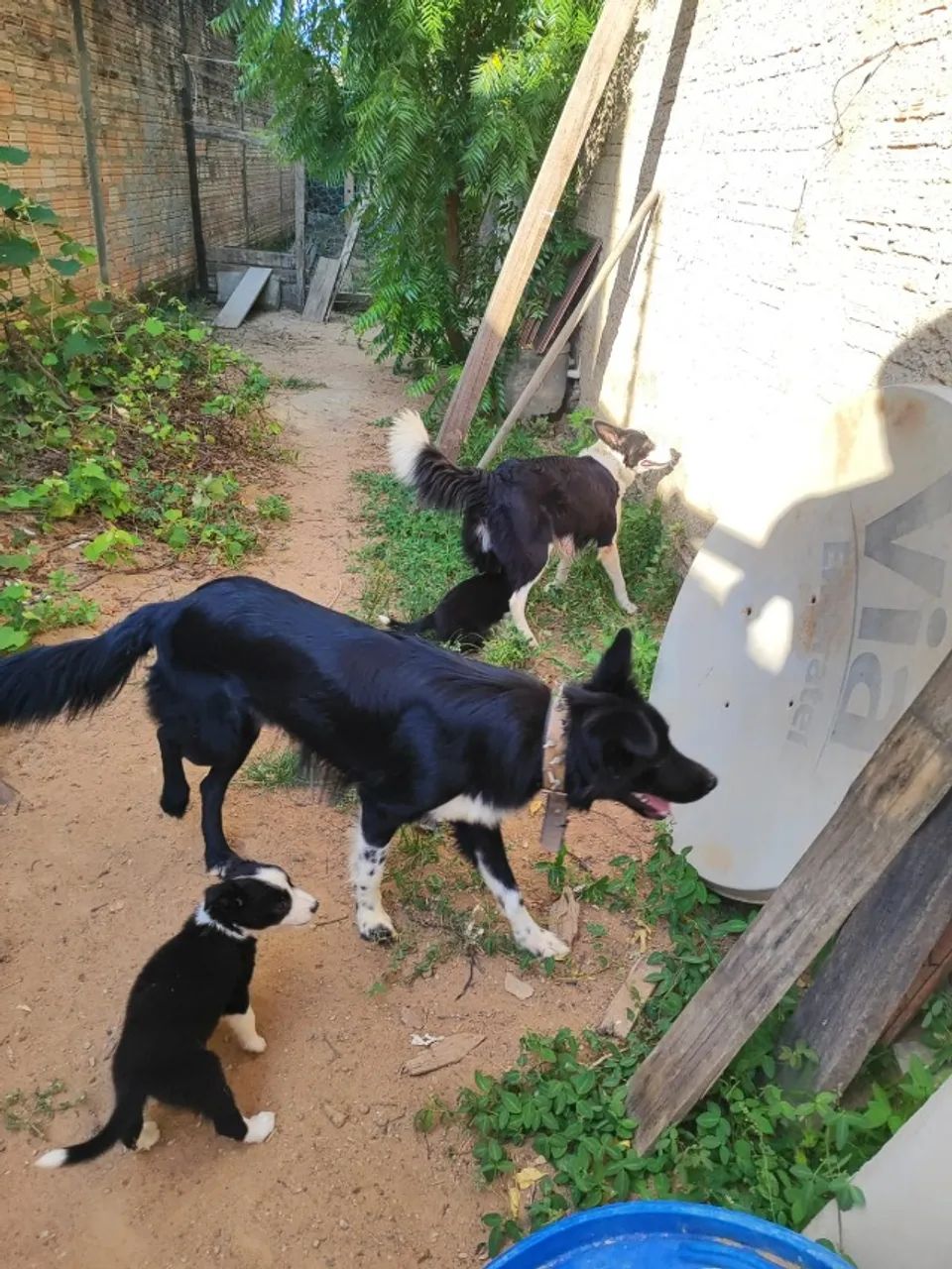Filhotes Border Collie 600 ou parcelas - Foto 3