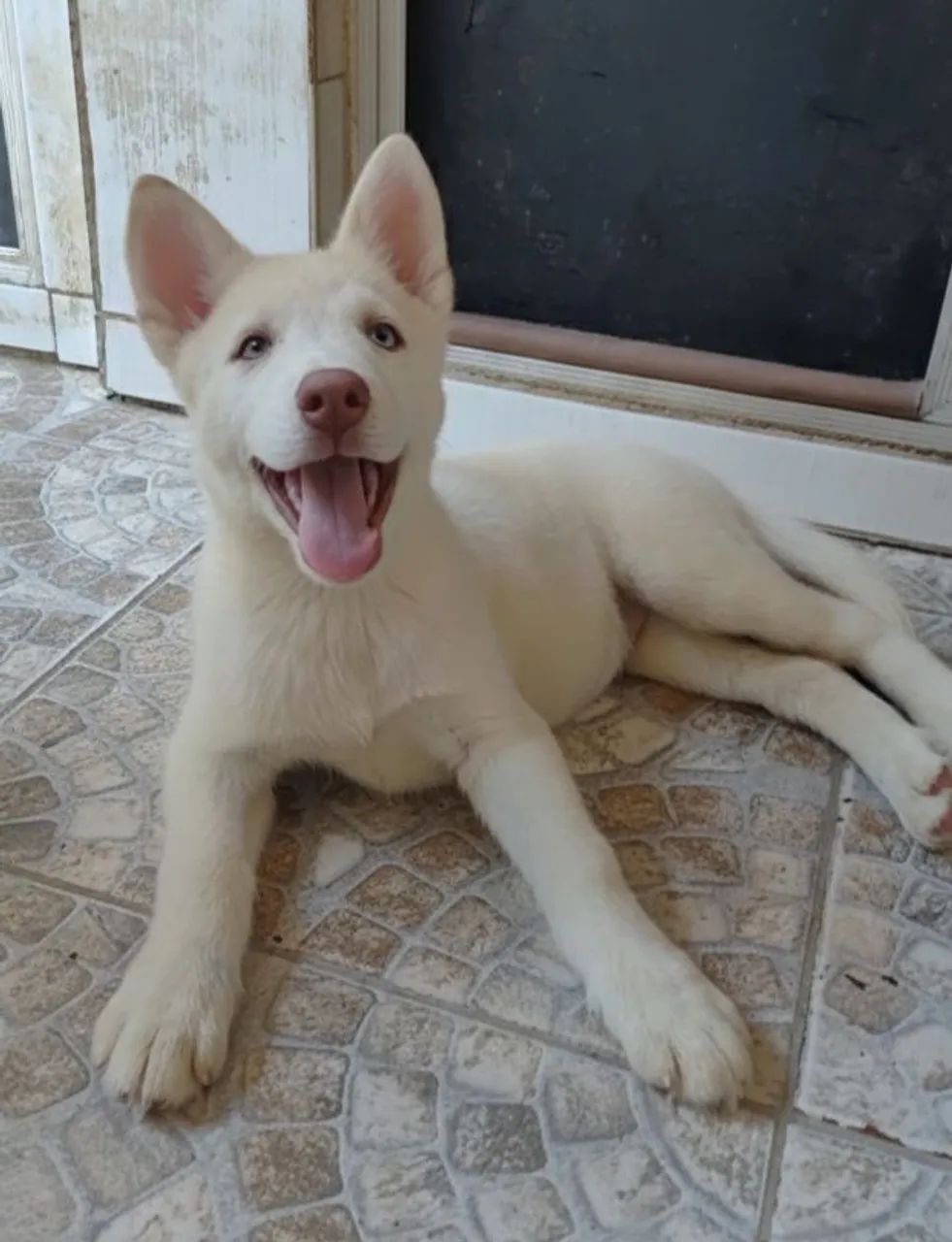 Bebês de husky siberiano - Foto 5