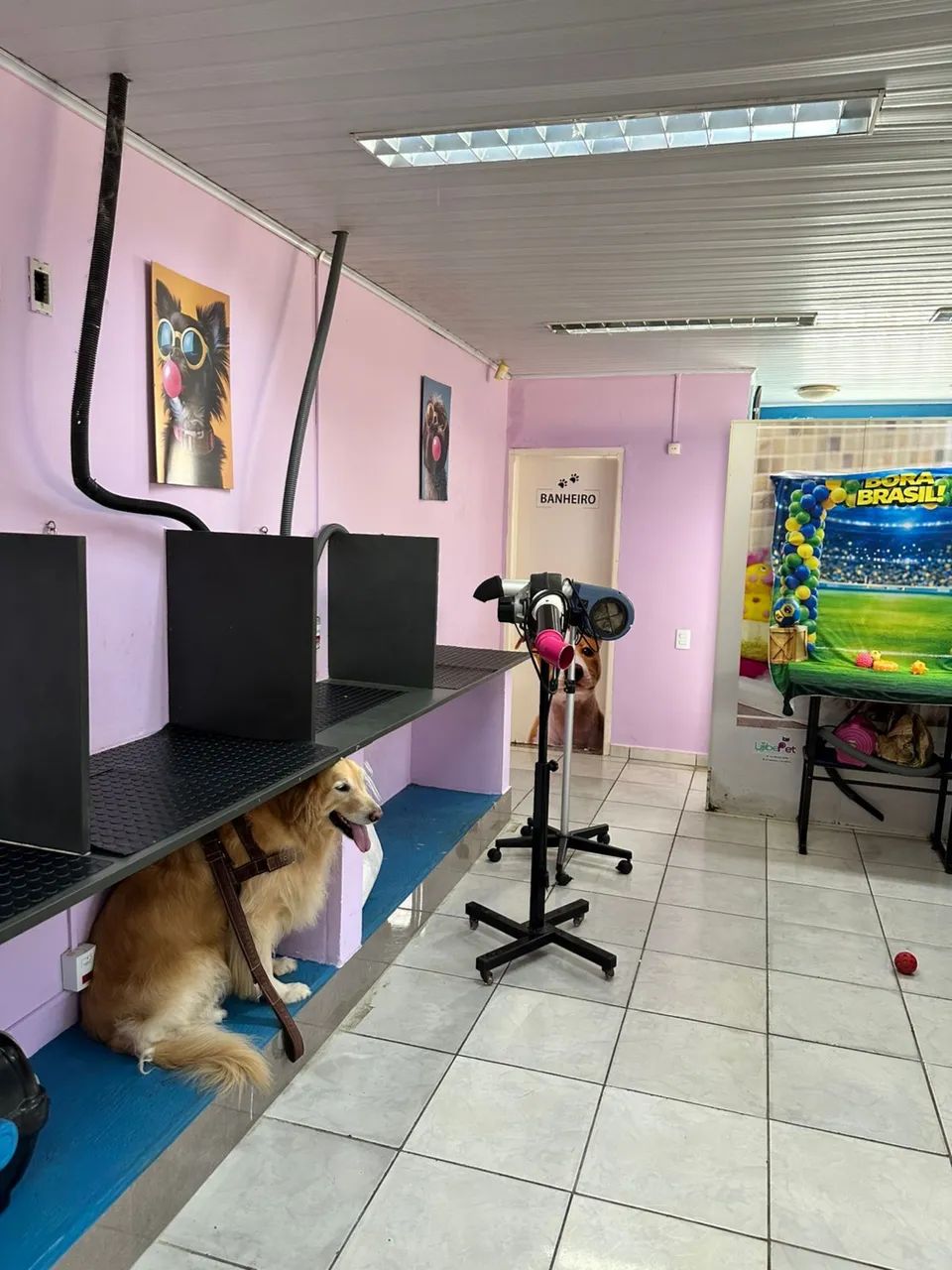  petshop : passo ponto - Foto 5