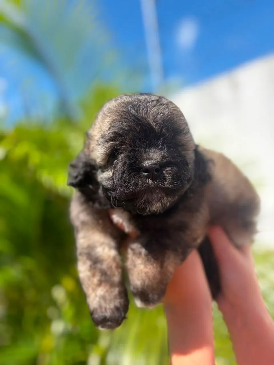 Lindo Machinho