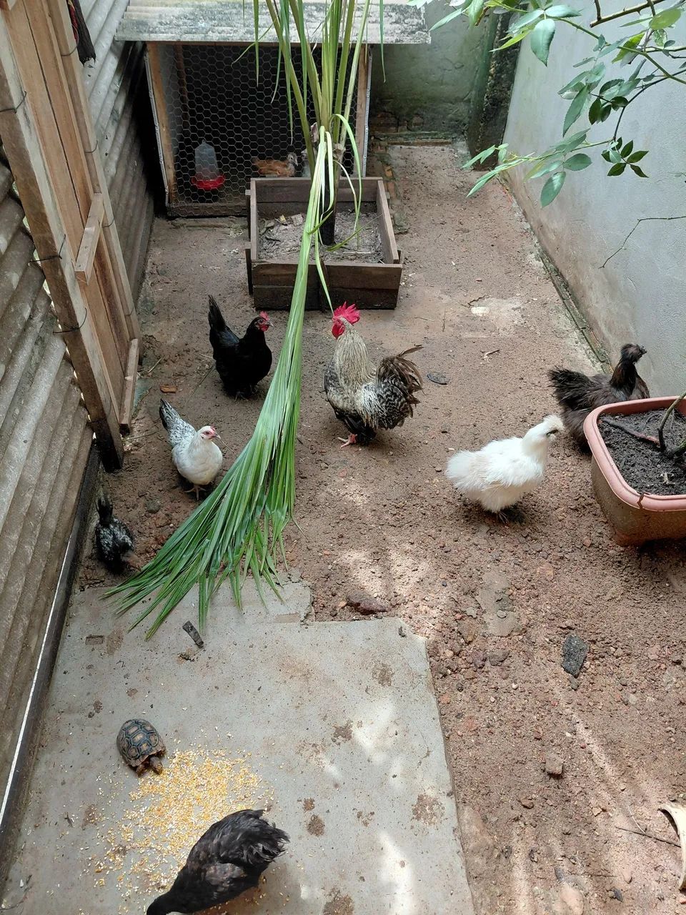 Galinhas  - Foto 2