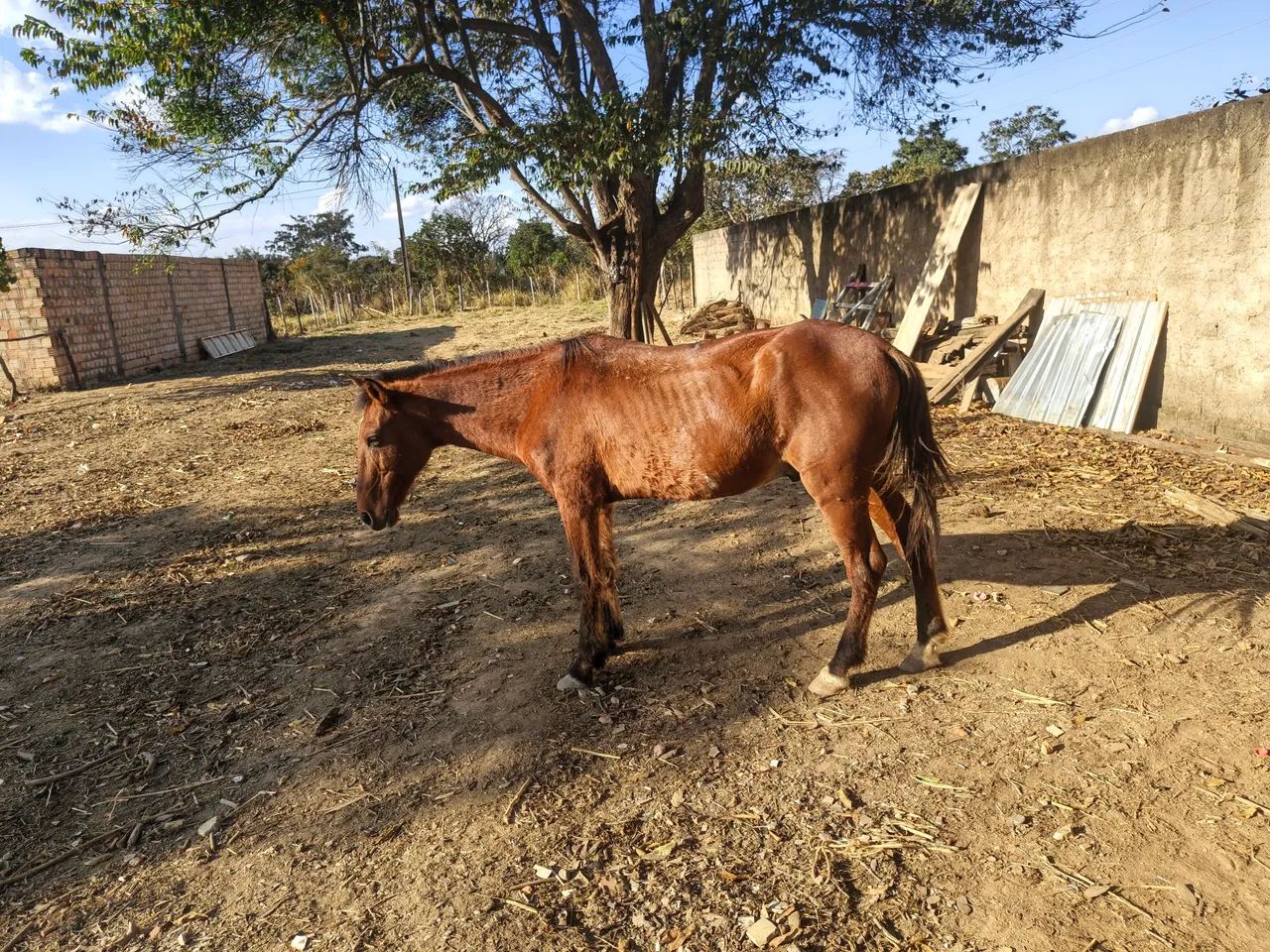 cavalo  - Foto 2