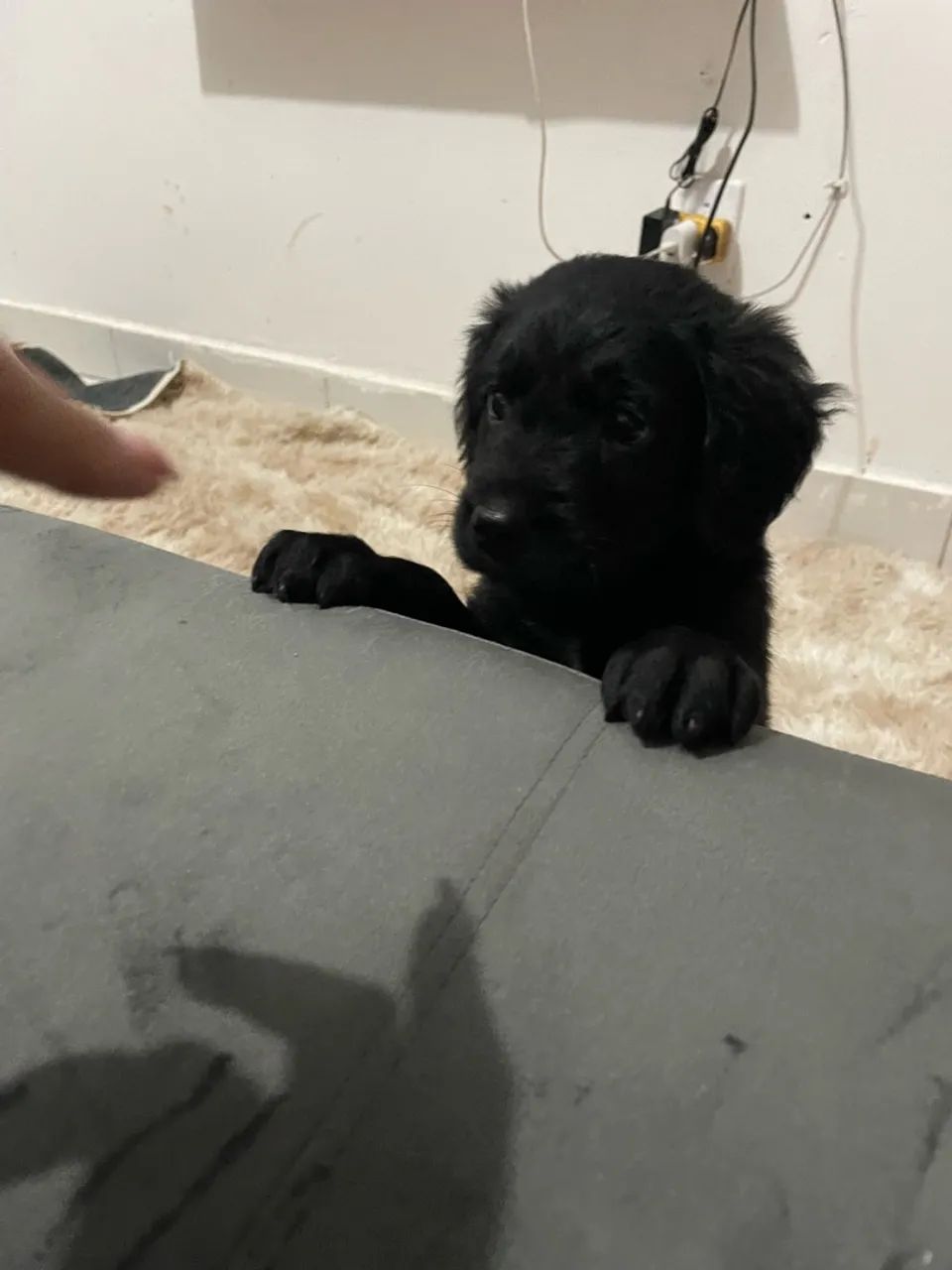 DOA SE FILHOTE DE CACHORRO  - Foto 3