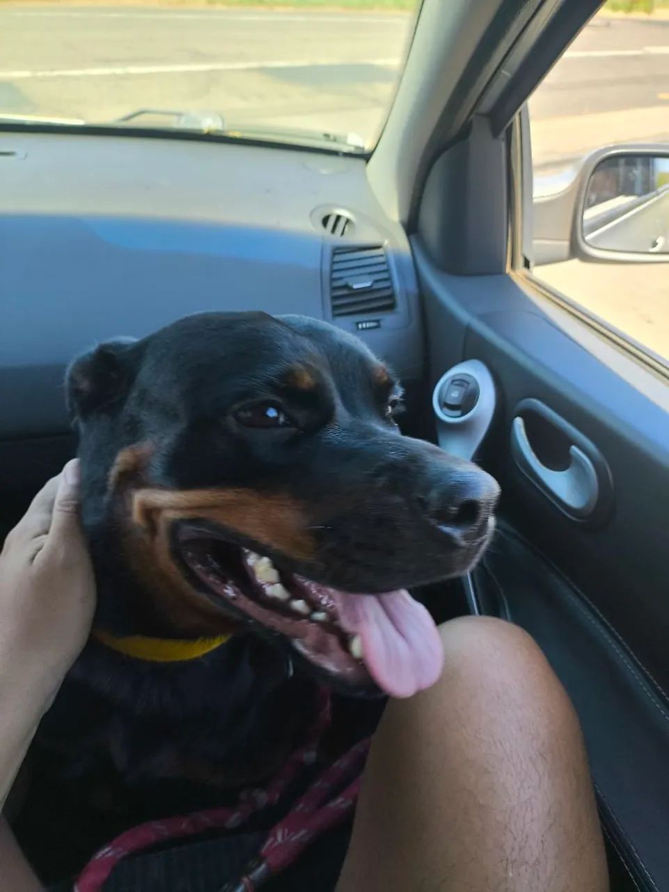 Doação de Rottweiler  - Foto 4