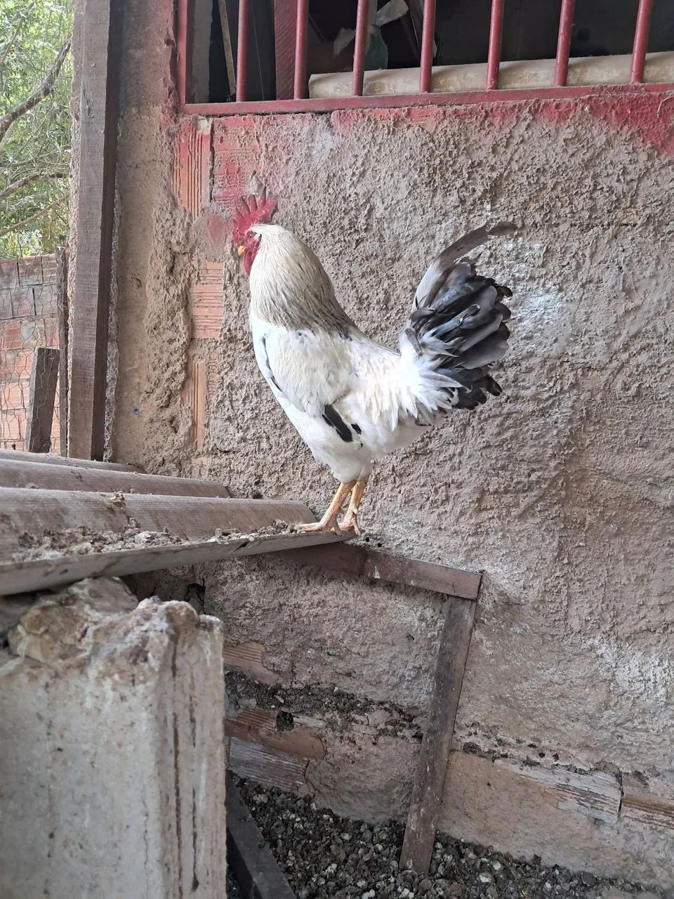 Galo GLC - Foto 2