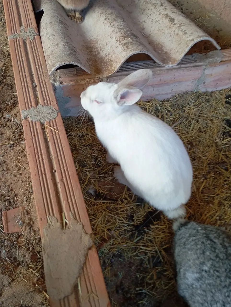 Coelhos  - Foto 3