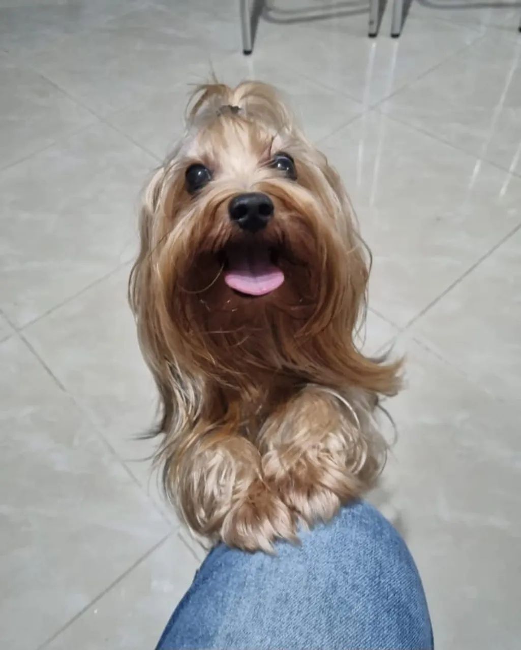Yorkshire Terrier - Foto 2