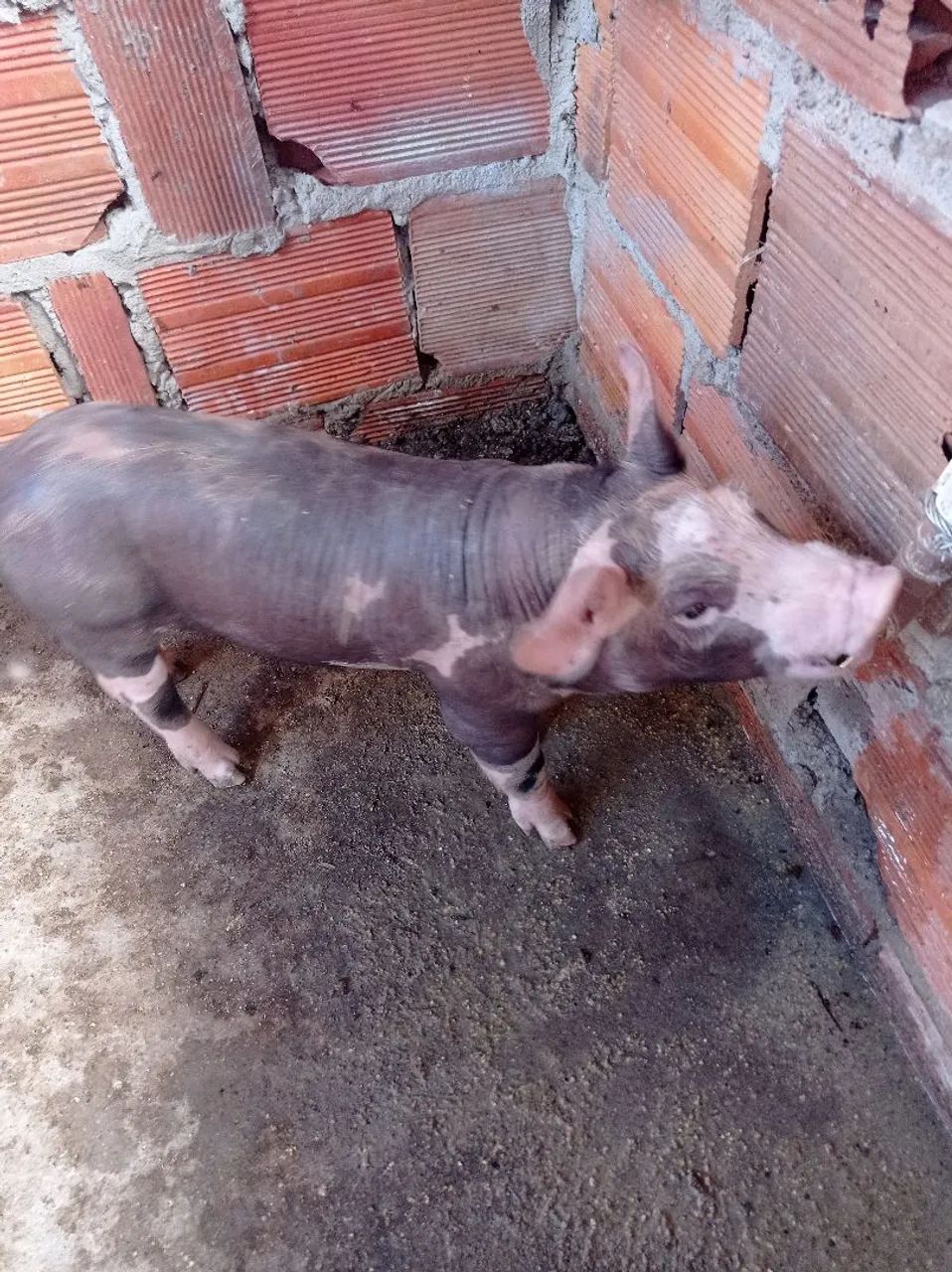 Lote de Leitão pra venda  - Foto 3