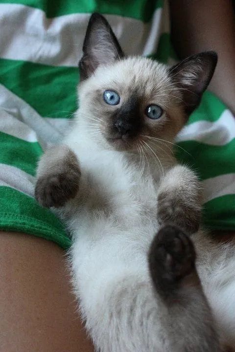 Siamês  - Foto 2