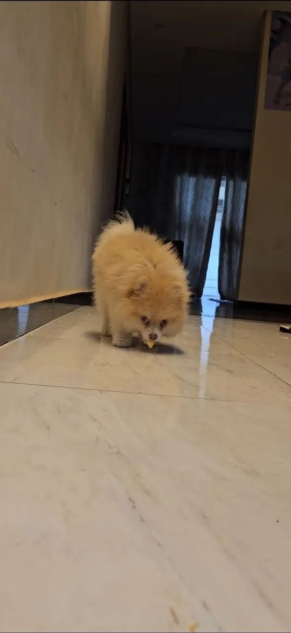 SPITZ ALEMÃO MACHO - Foto 2
