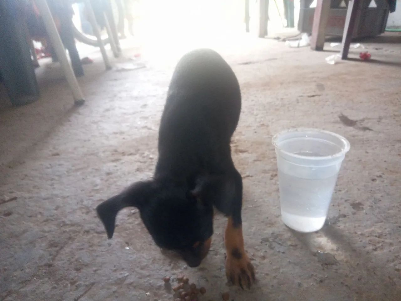Cachorro pinche  - Foto 2