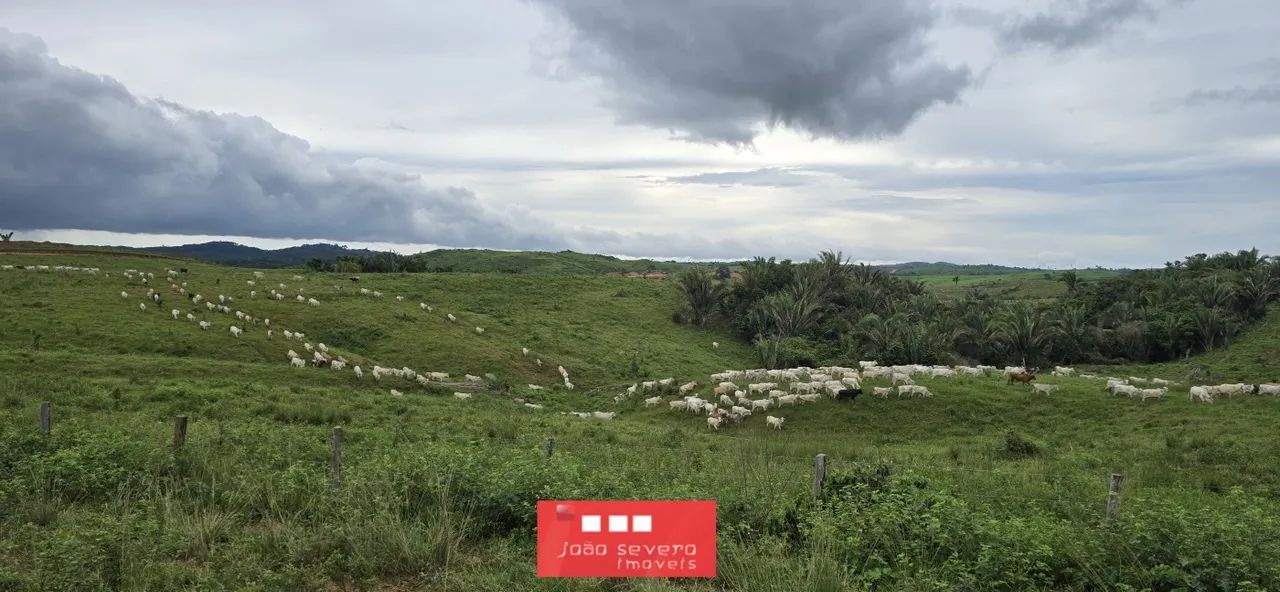 Fazenda para Venda em Redenção - Foto 4