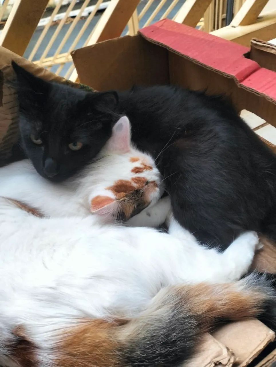 Doação de 2 gatinhos - Foto 2