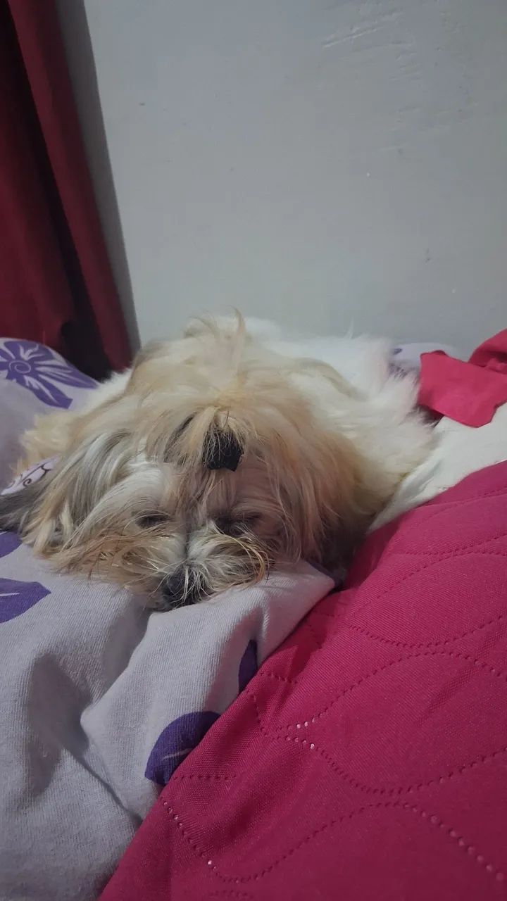 lhasa apso - Foto 3