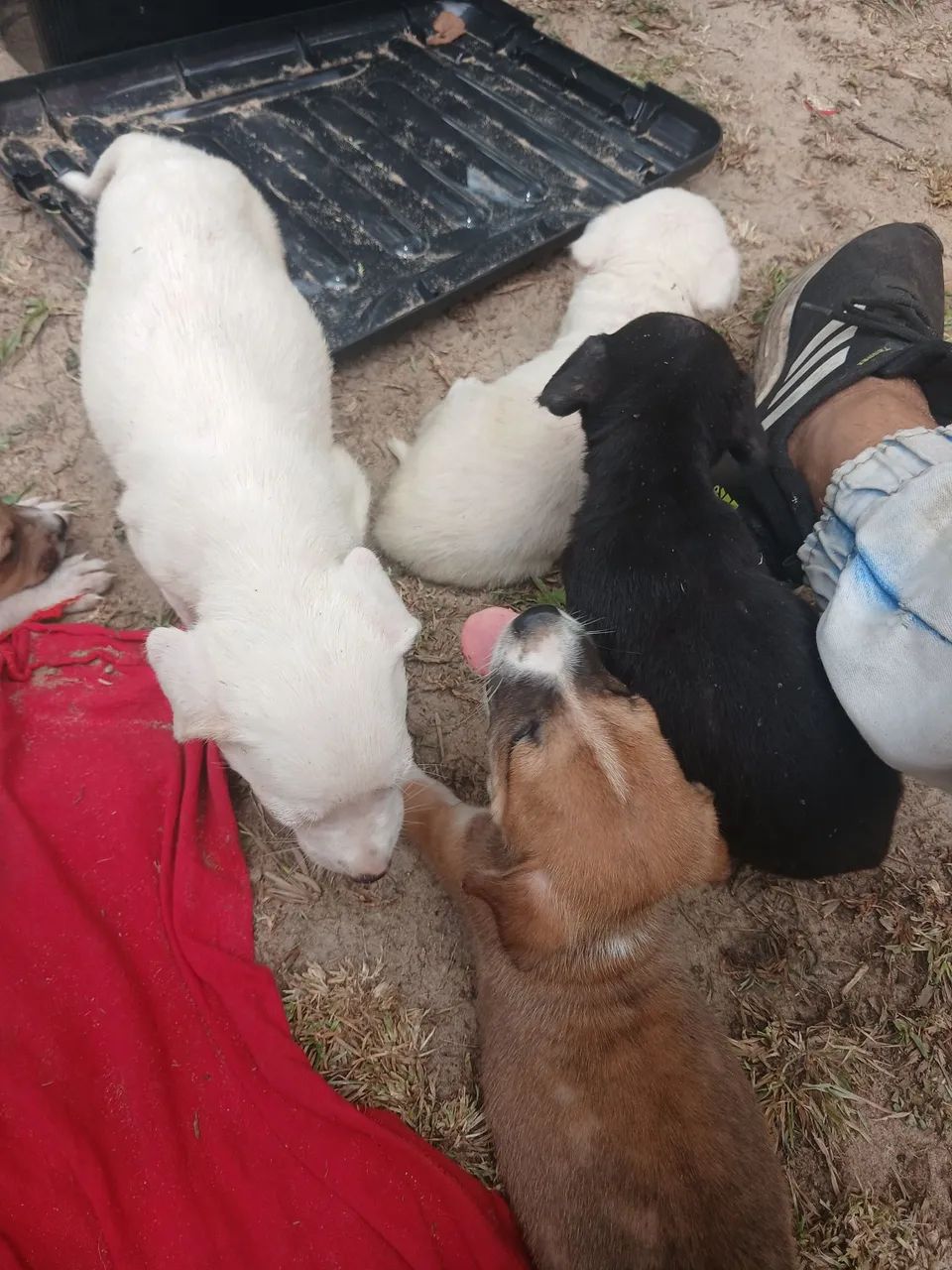 Adoção responsável  - Foto 2