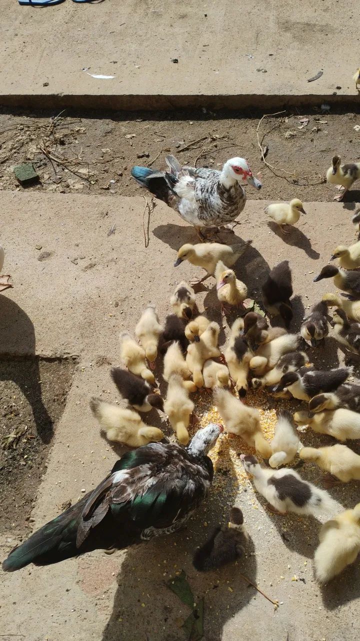 Patinhos 